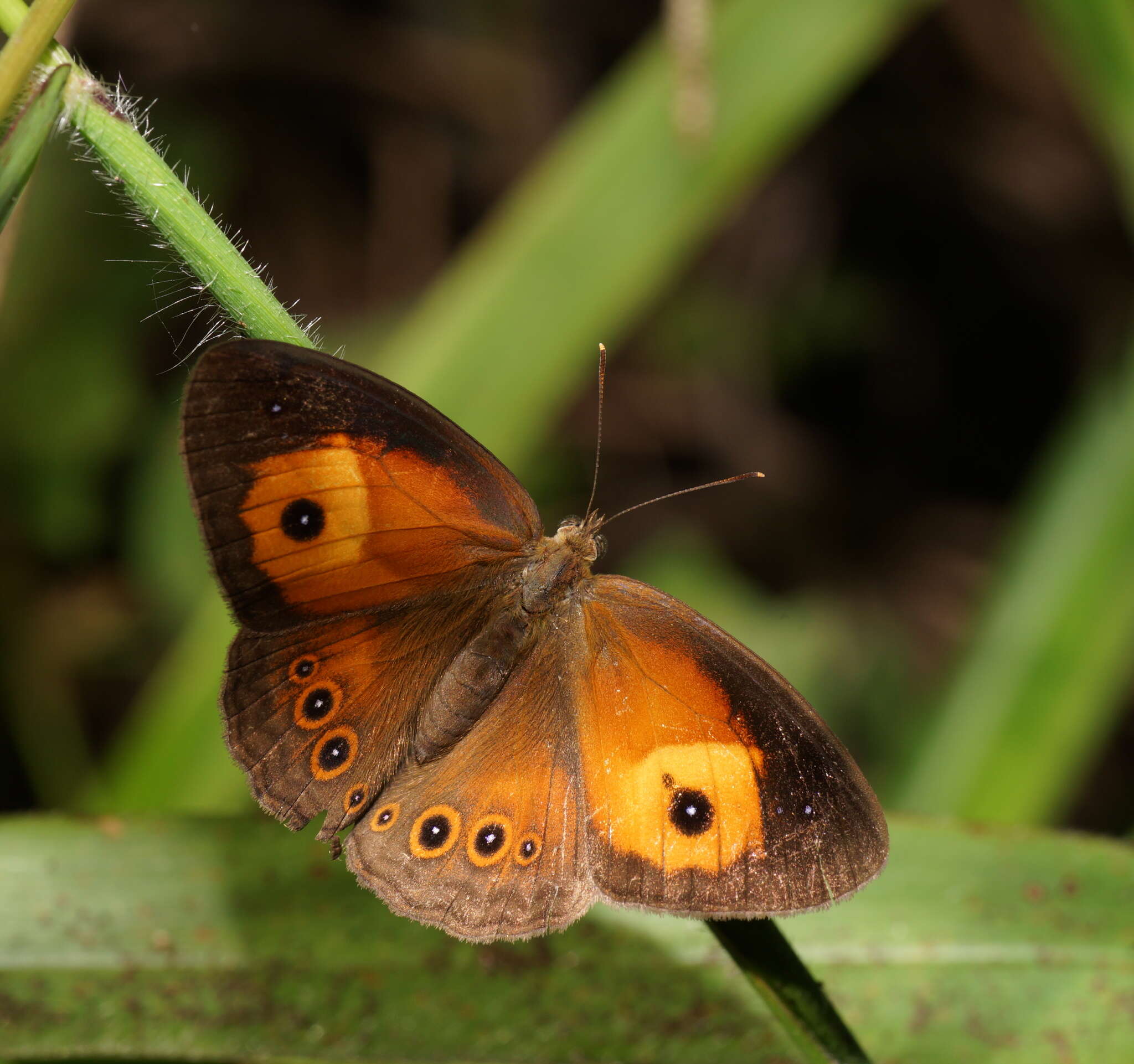 Image of Orange Bush-brown