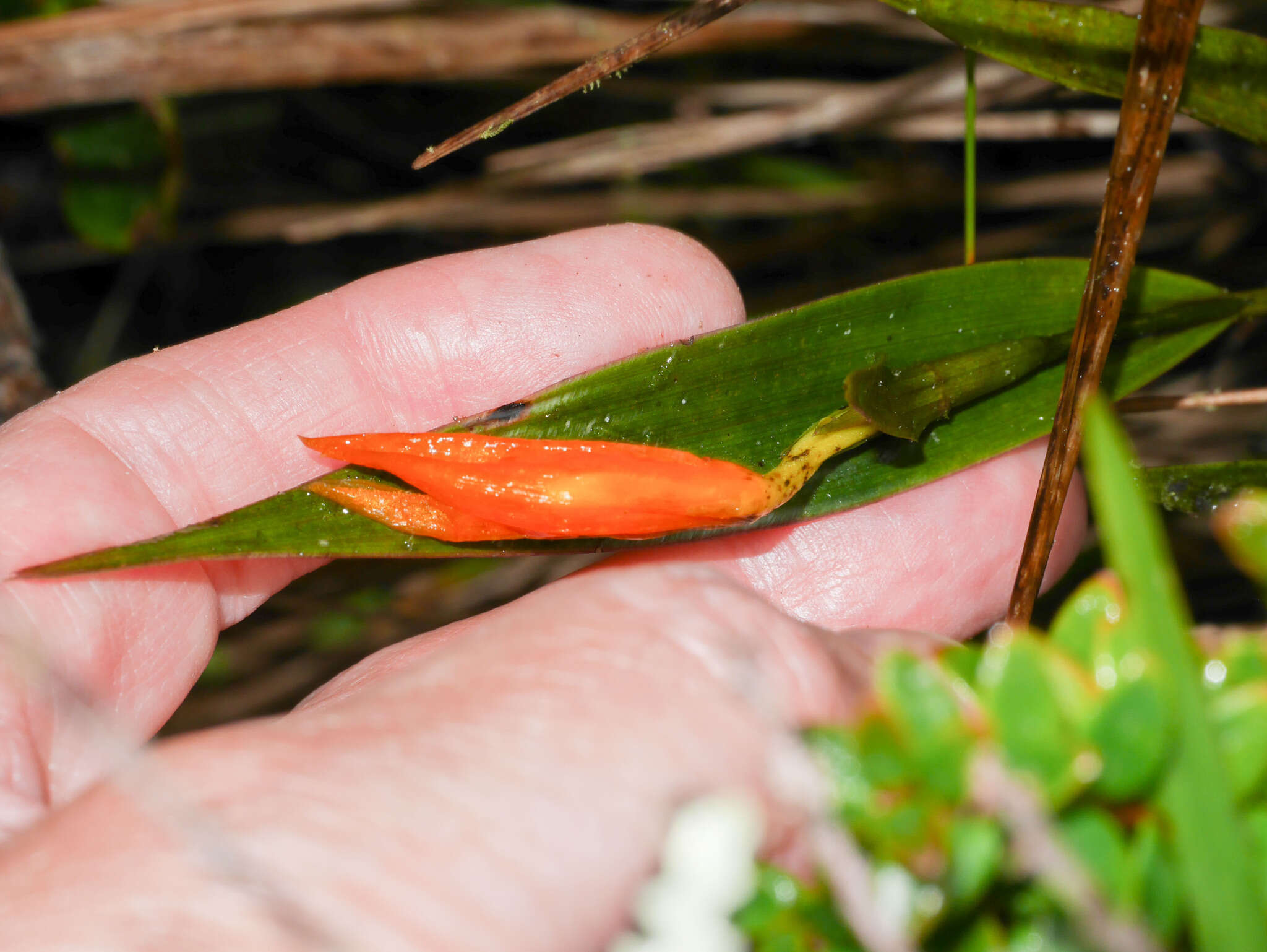 Image of Sobralia crocea (Poepp. & Endl.) Rchb. fil.