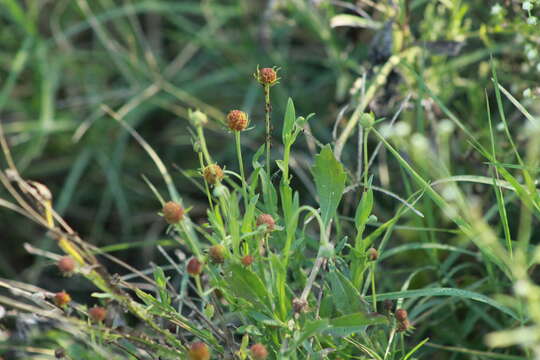 Image of Thurber's Sneezeweed