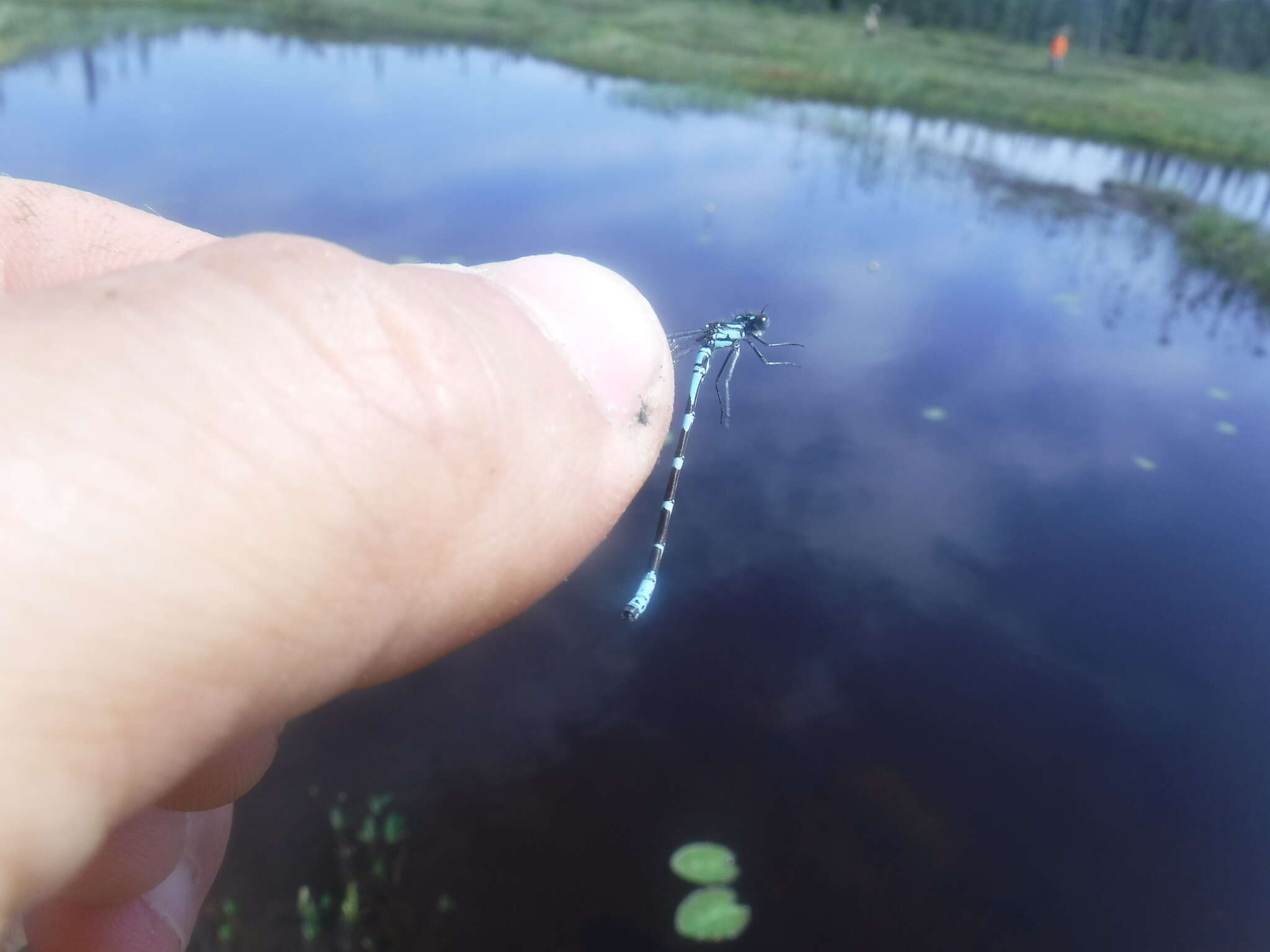 Image of Subarctic Bluet