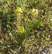 صورة Bulbine abyssinica A. Rich.