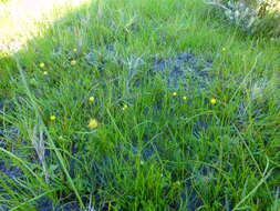 Image of Cotula filifolia Thunb.