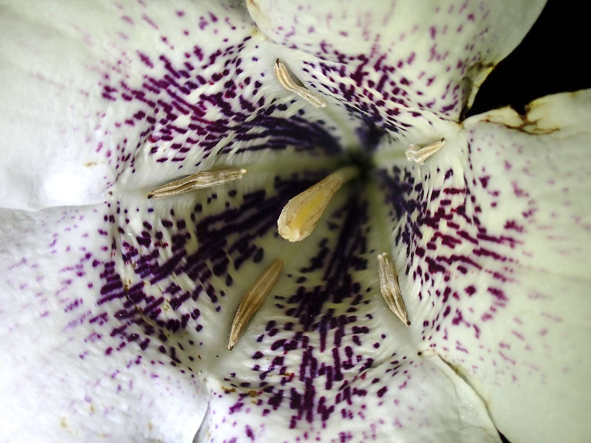 Image of Rothmannia macrophylla (Hook. fil.) Bremek.