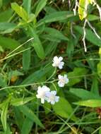 Image of Sneezeweed