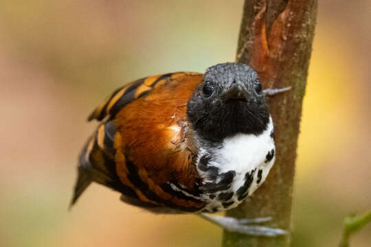 Image of Spotted Antbird