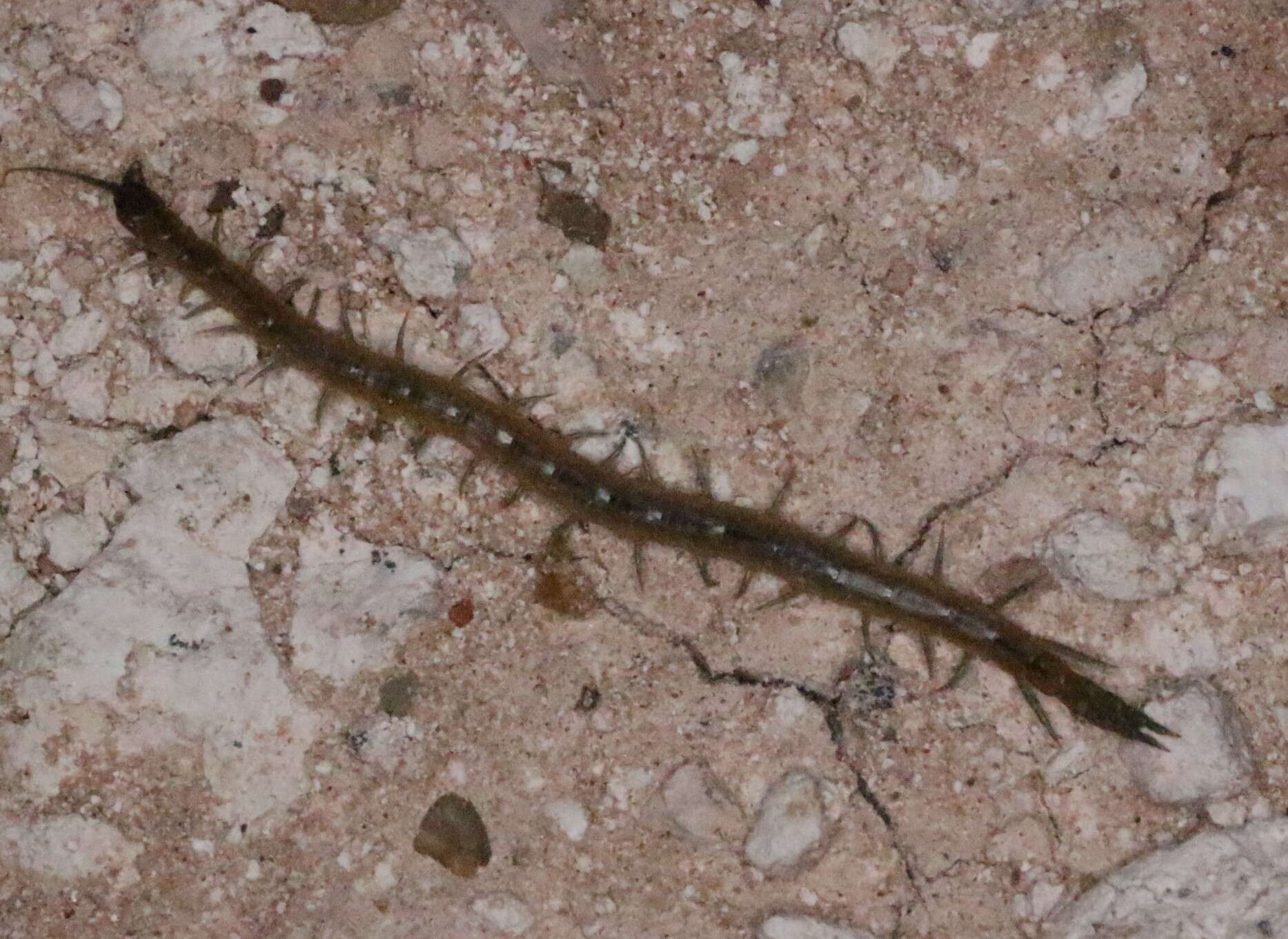 Image of Arthrorhabdus pygmaeus (Pocock 1895)