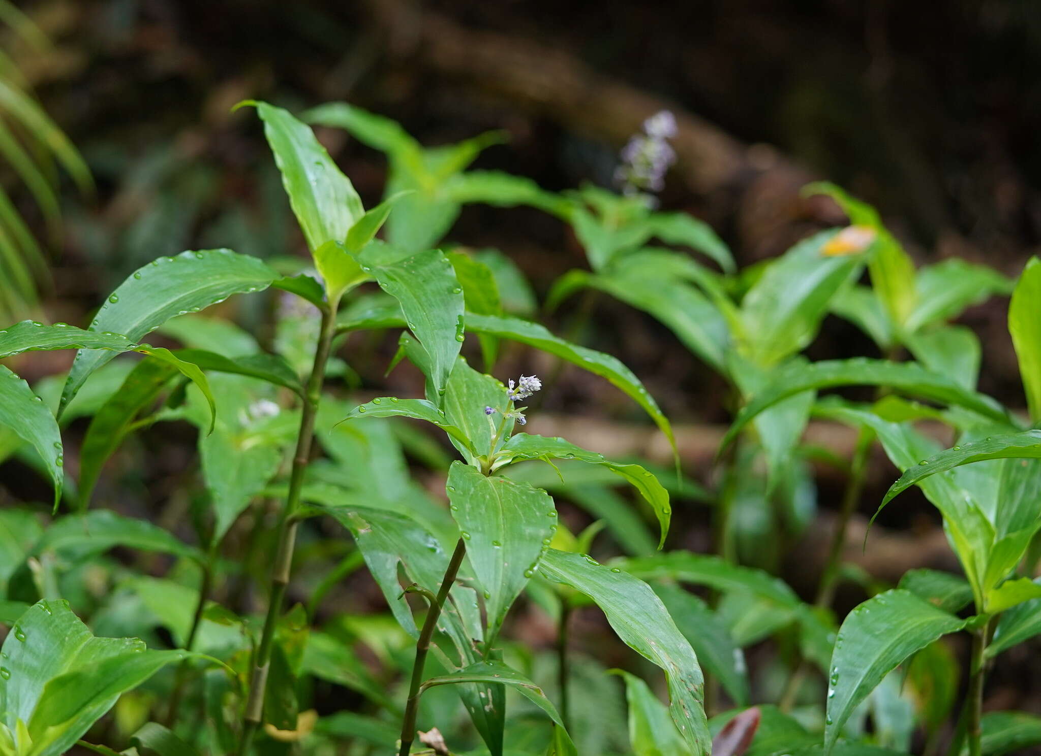 Слика од Pollia macrophylla (R. Br.) Benth.