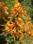 Image of orange azalea