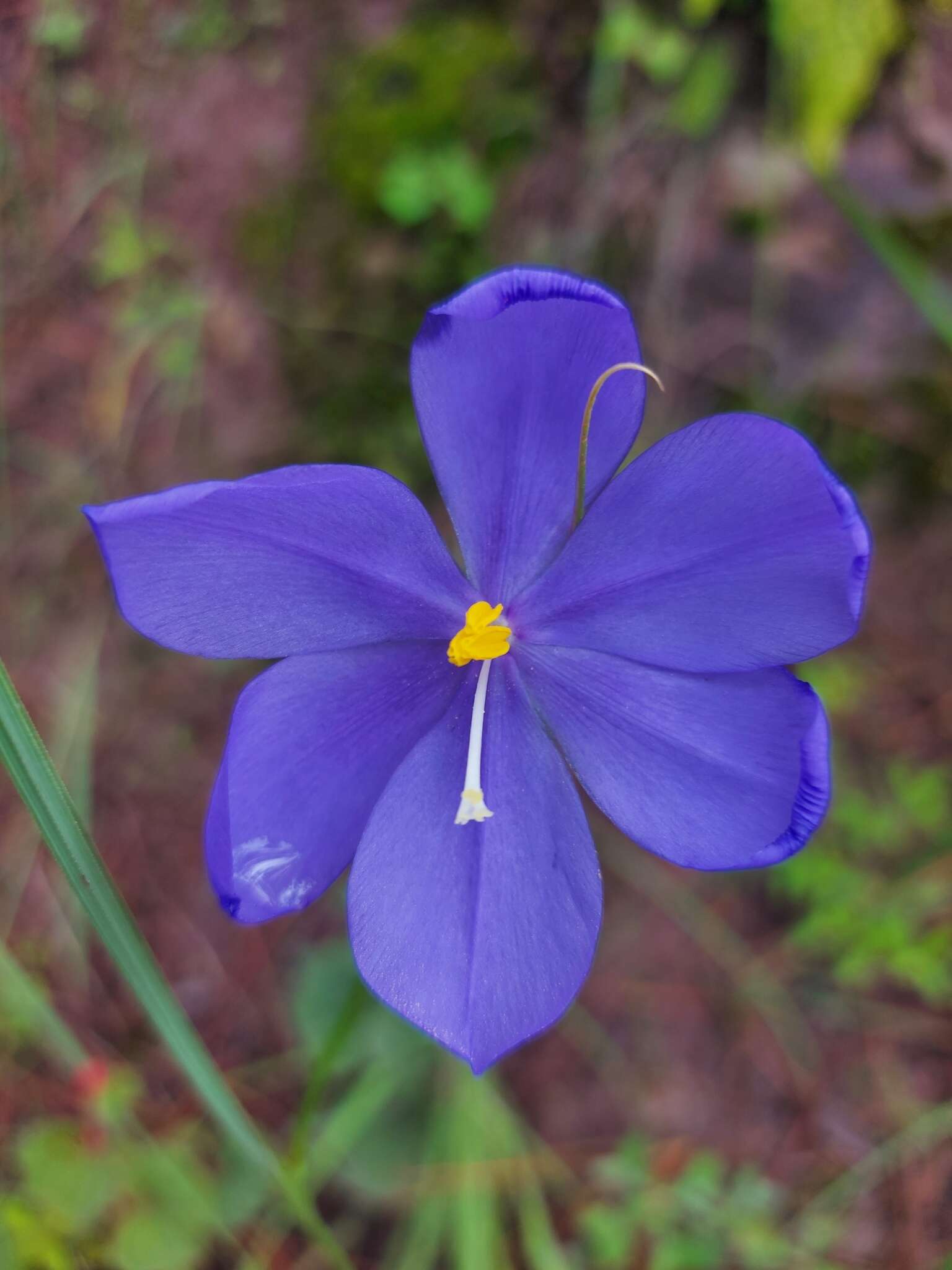 Image of Tigridia fosteri Goldblatt