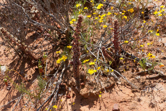 Image of Crassula alpestris subsp. massonii (Britt. & Bak. fil.) Tölken