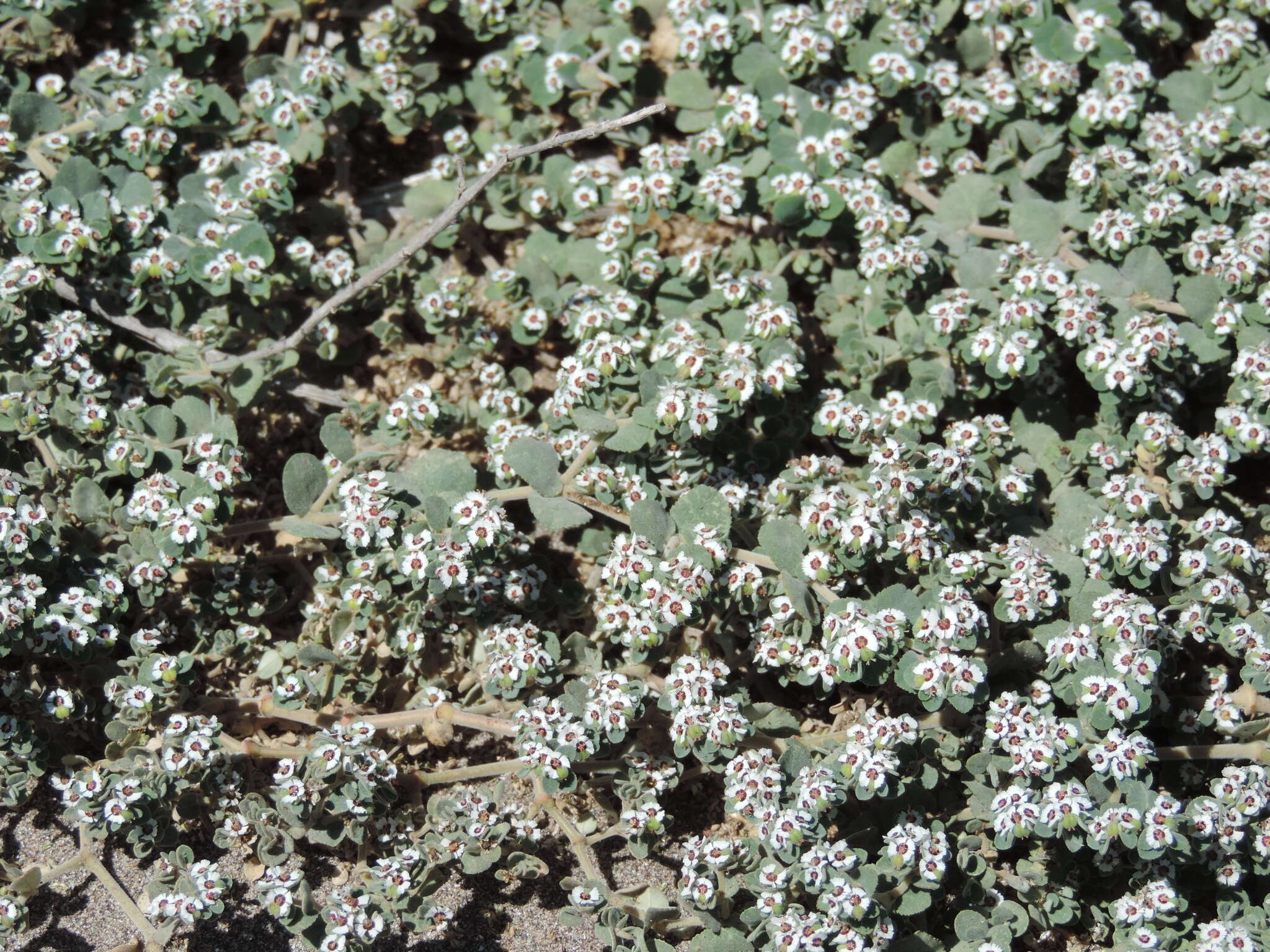 Image of Euphorbia leucophylla Benth.