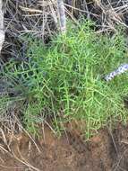 Image de Coreopsis maritima (Nutt.) Hook. fil.