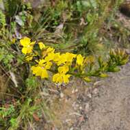 Image of Goodenia decurrens R. Br.