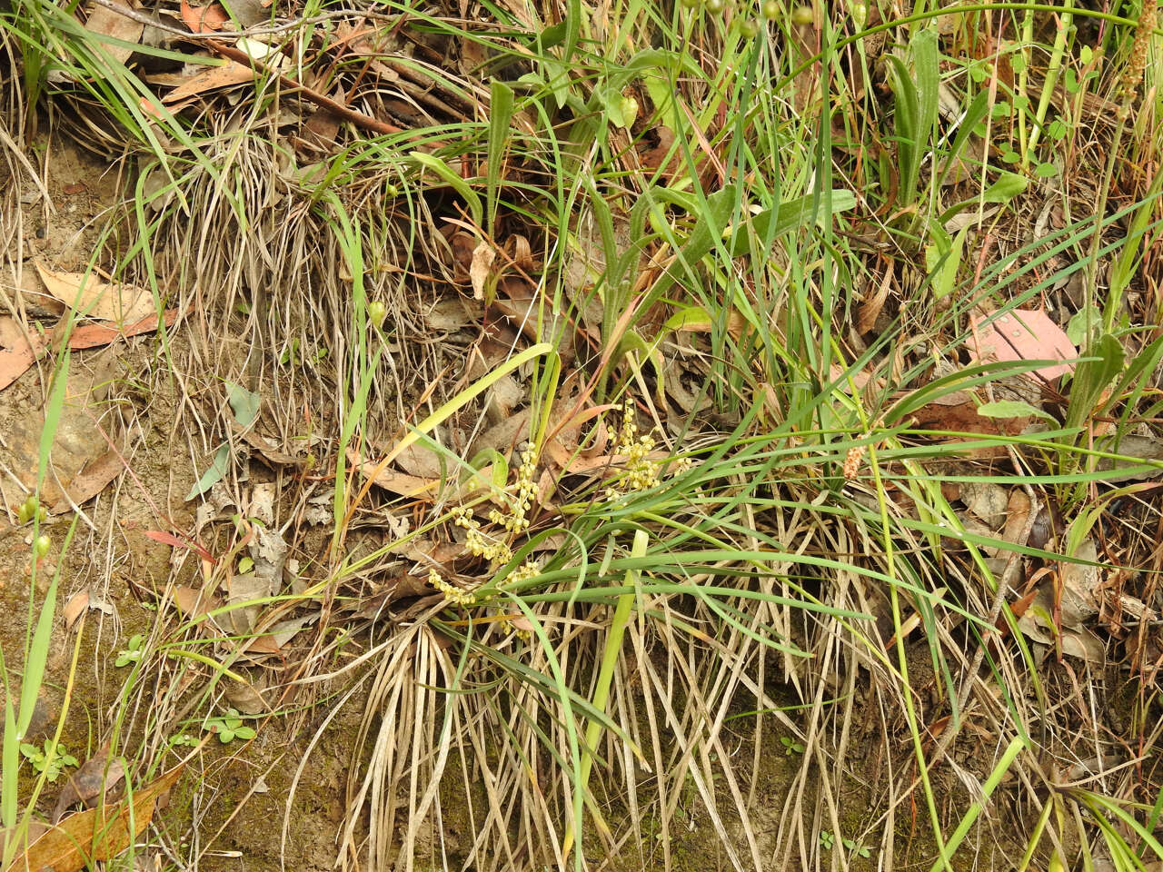 Image of Lomandra filiformis subsp. coriacea A. T. Lee