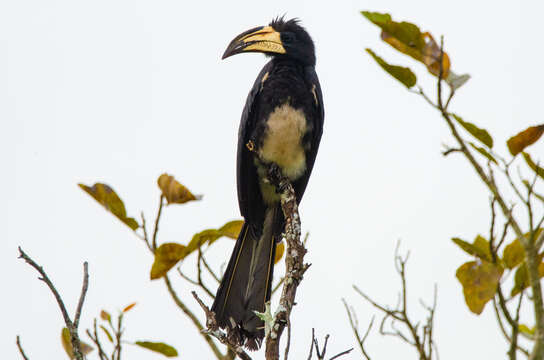 Image of African Pied Hornbill