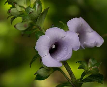 Image of gloxinia