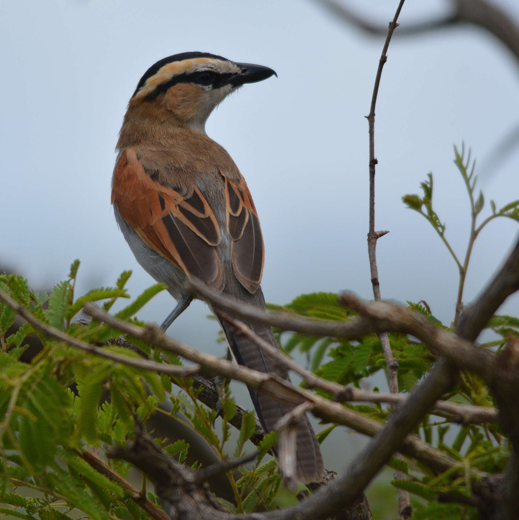 Слика од Tchagra senegalus orientalis (Cabanis 1869)