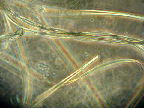 صورة Phormidium nigroviride (Thwaites ex Gomont) Anagnostidis & Komárek 1988