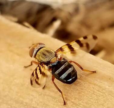 Image of Picture-winged fly