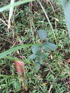 Image of Long-Leaf Basket Grass