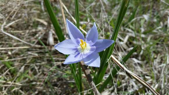 Image of Prairie pleatleaf