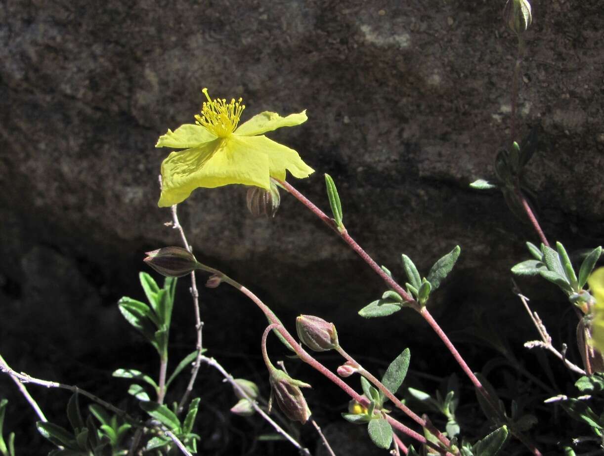 Helianthemum dagestanicum的圖片