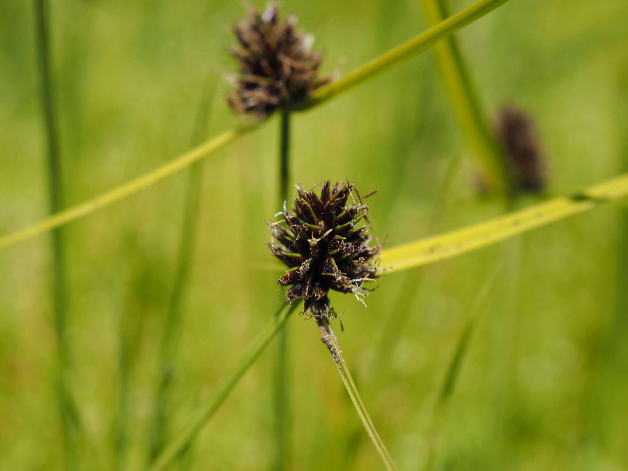 Image of Cyperus bracheilema (Steud.) Mattf. & Kük.