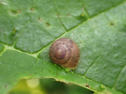 Image of <i>Helicina dysoni</i>