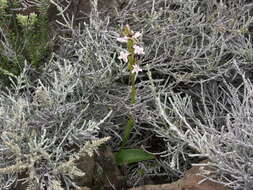 Image de Satyrium amoenum (Thouars) A. Rich.