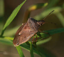 Image of Brown Stink Bug