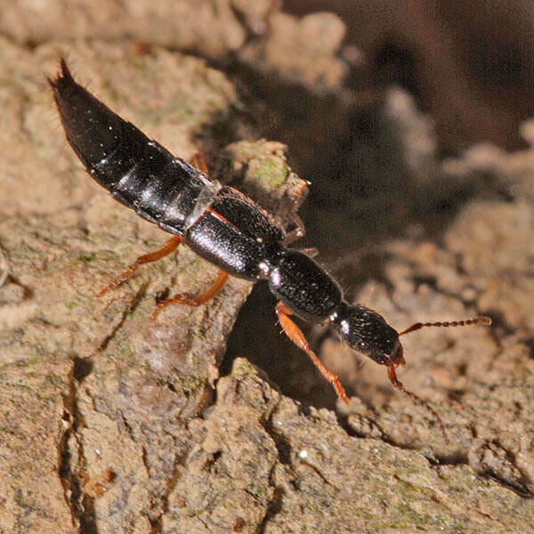 Image of Rove beetle