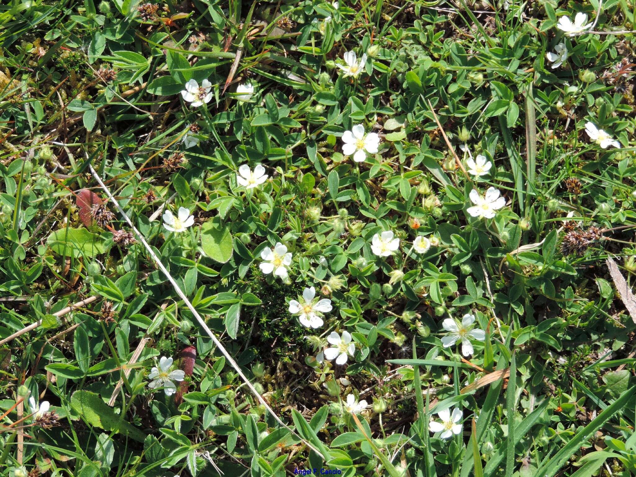 Image of Potentilla montana Brot.