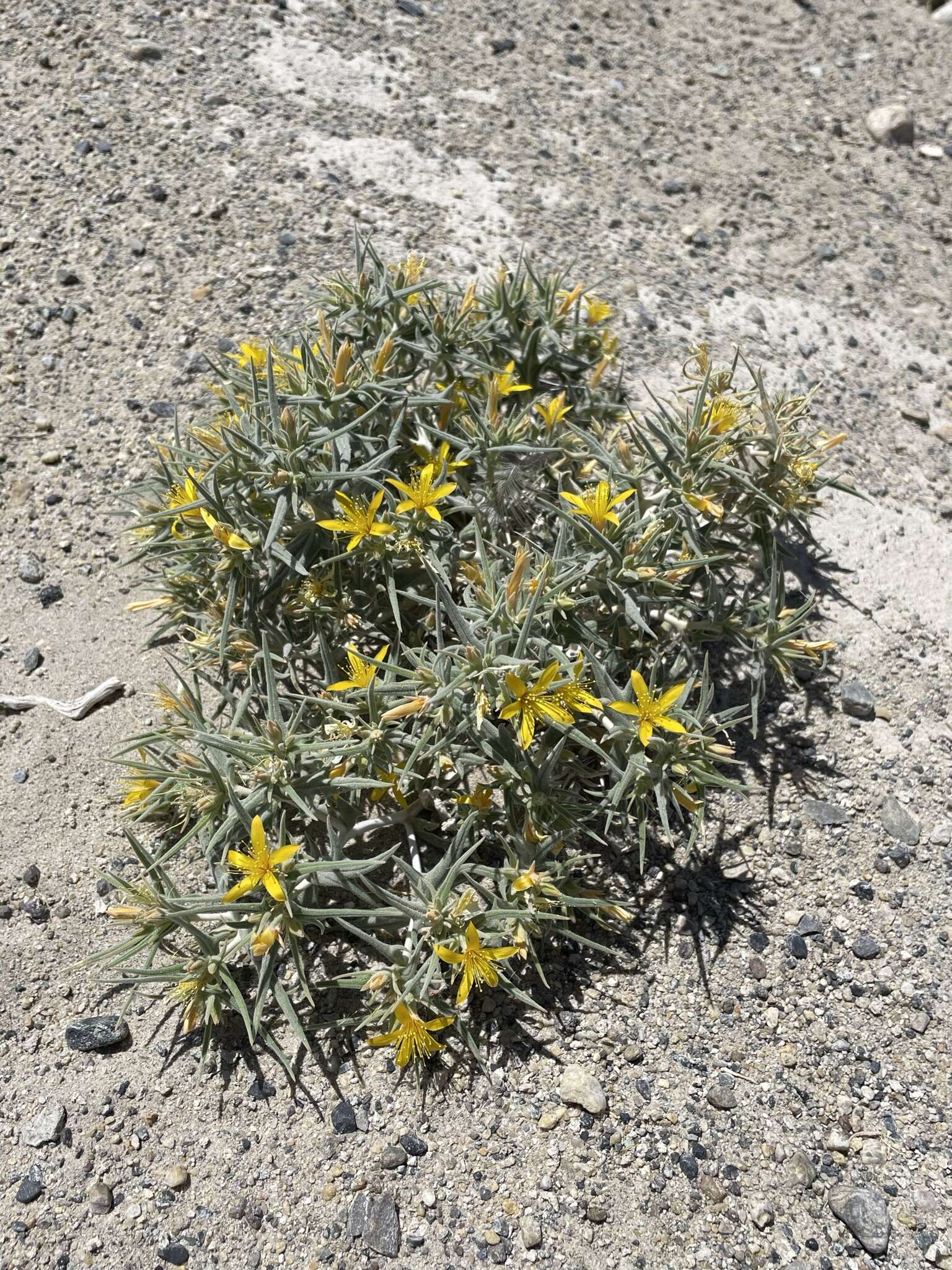 Image of Torrey's blazingstar