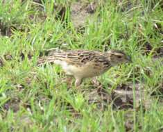 Image of Rufous-naped Lark