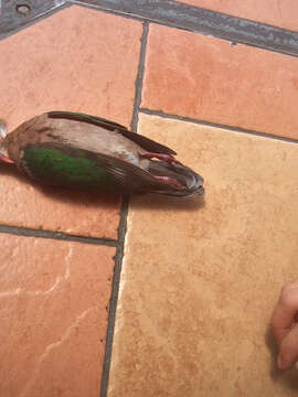 Image of Common Emerald Dove