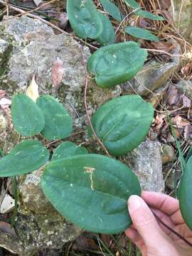 Image of Smilax glyciphylla Sm.