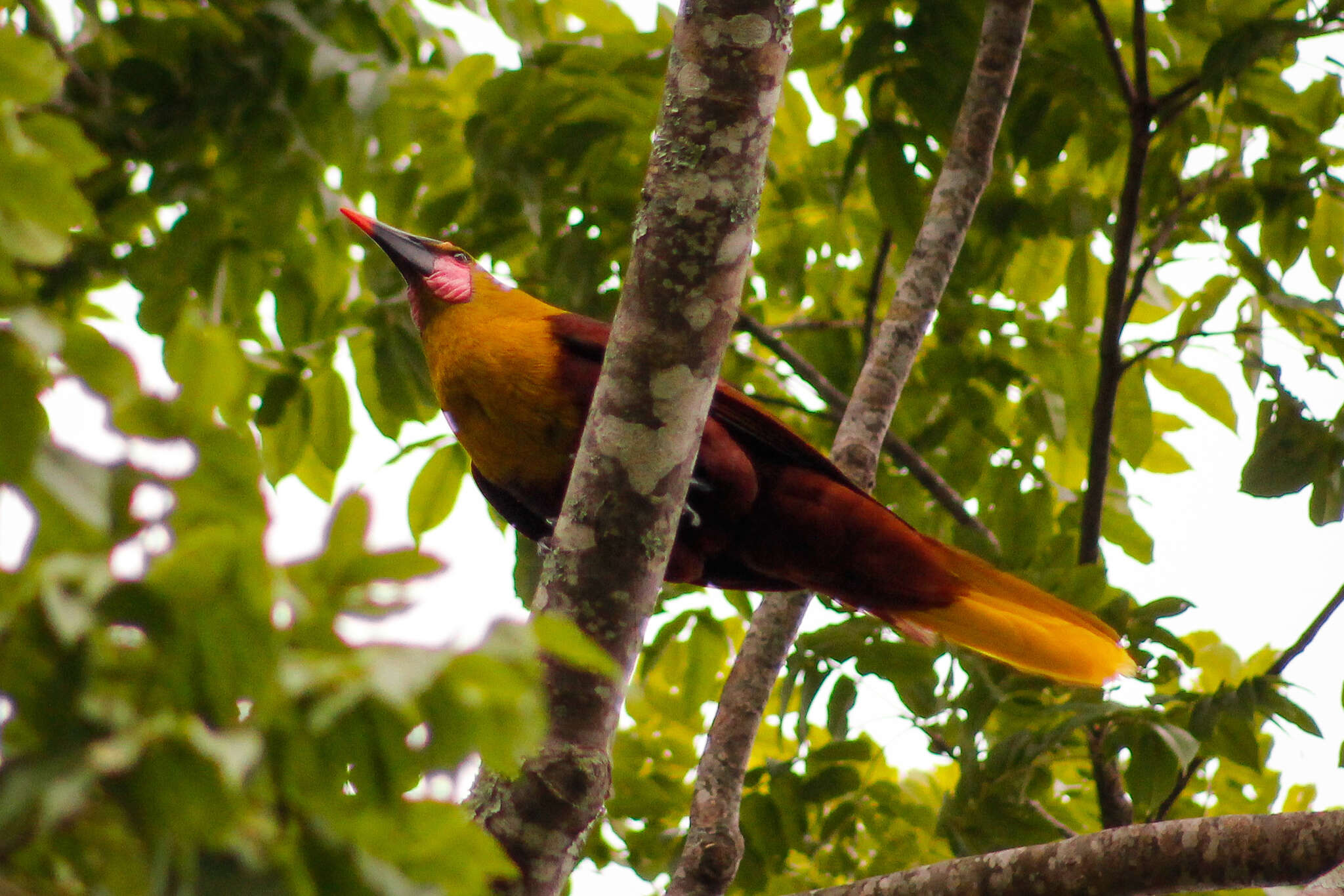 Image of Amazonian Oropendola