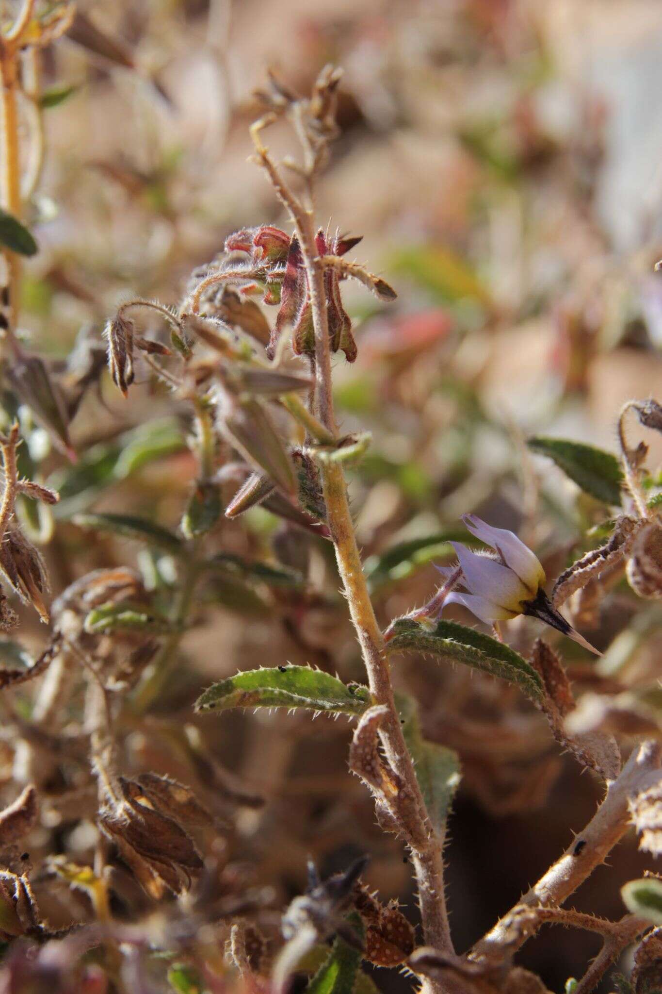 Image of <i>Trichodesma calcaratum</i>