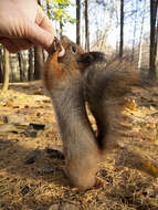 Image of Sciurus vulgaris ognevi Migulin 1928