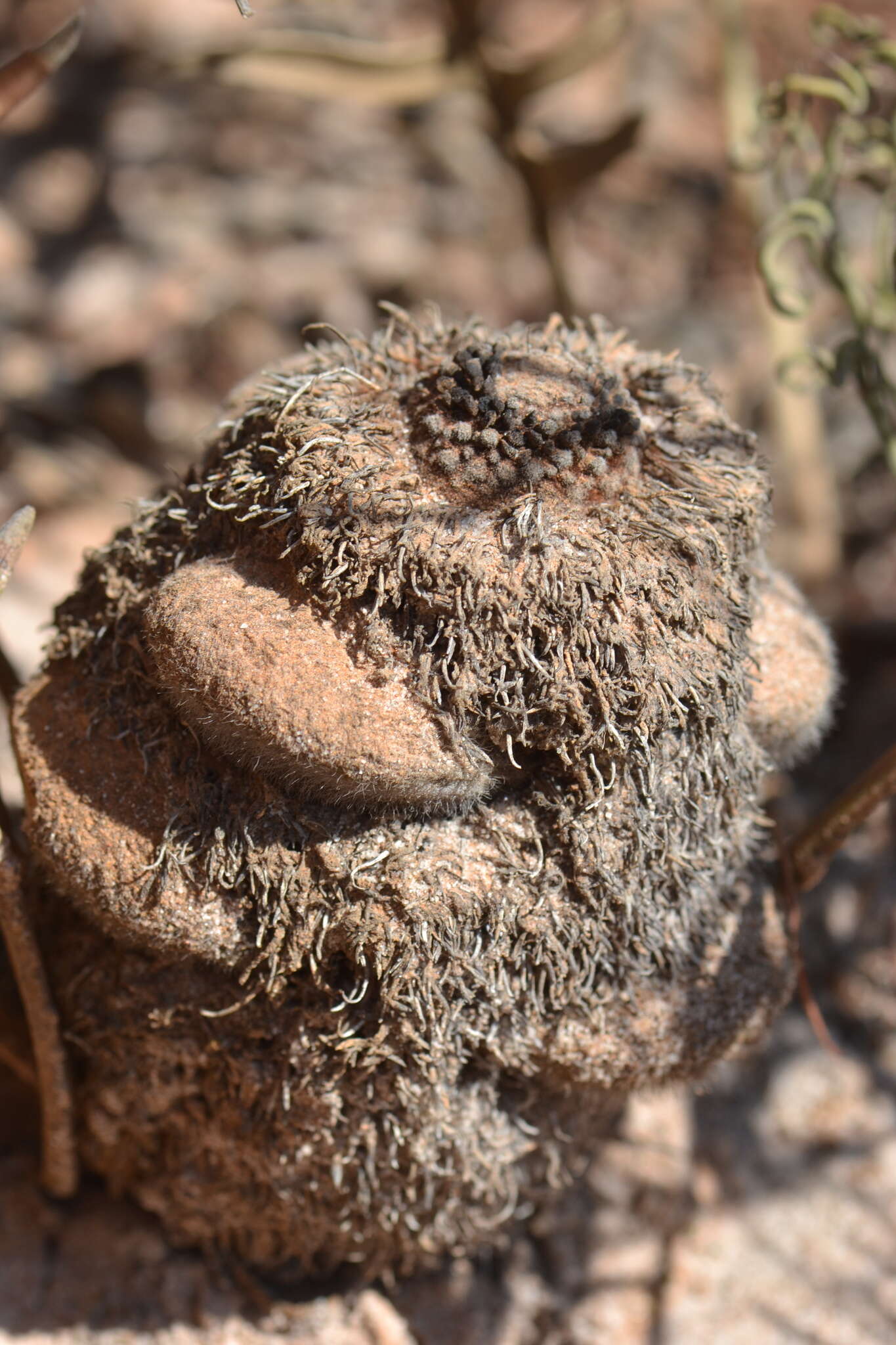 Image of Banksia chamaephyton A. S. George