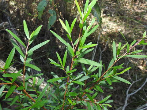 Sivun Leptospermum brachyandrum (F. Müll.) Druce kuva