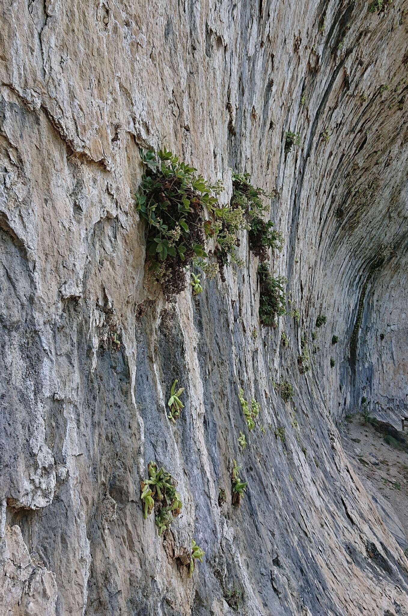 Image of Pinguicula casperiana