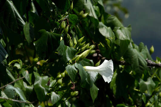 Слика од Ipomoea shupangensis Baker