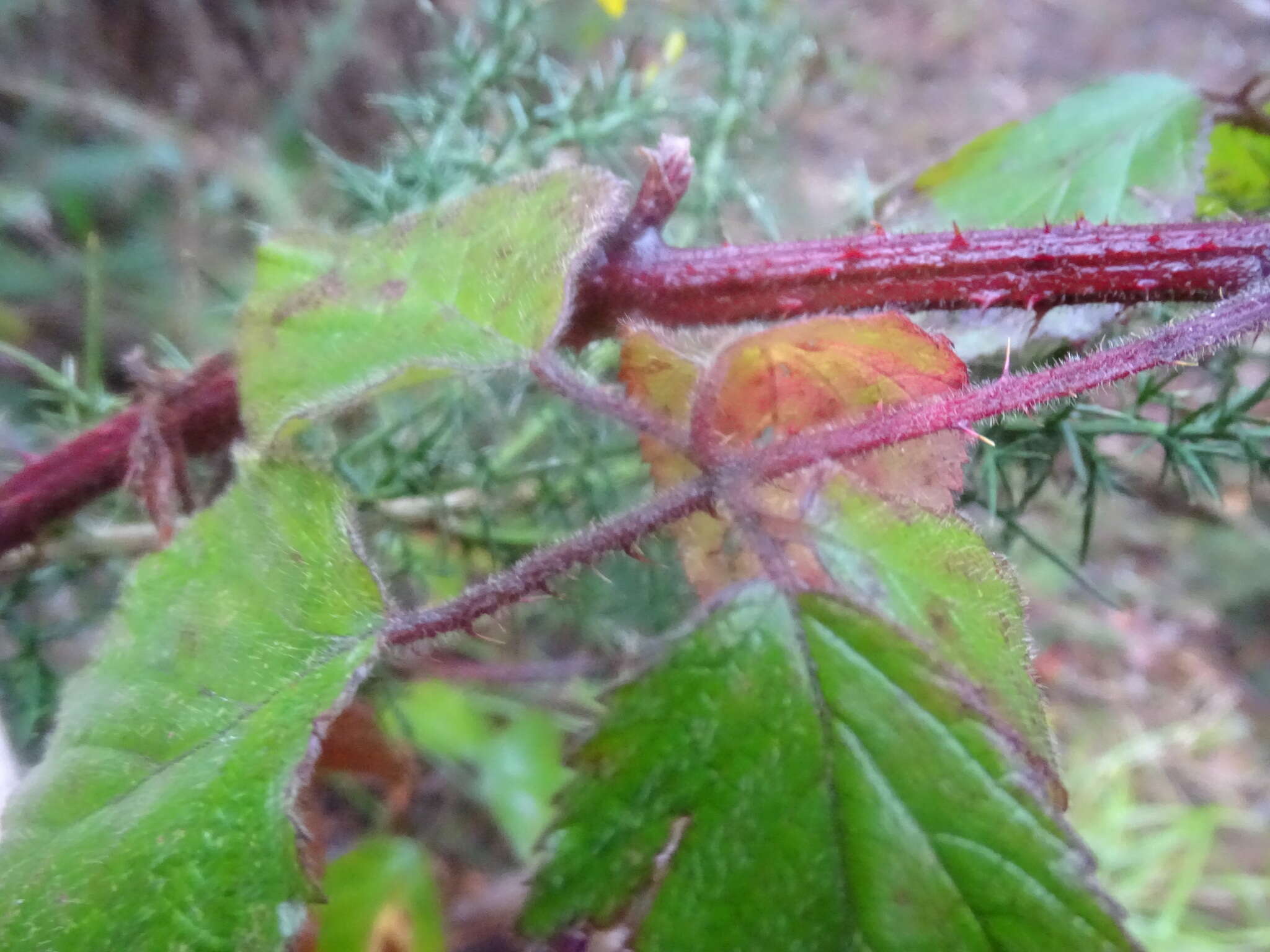 Image of Rubus erythrops E. S. Edees & A. Newton