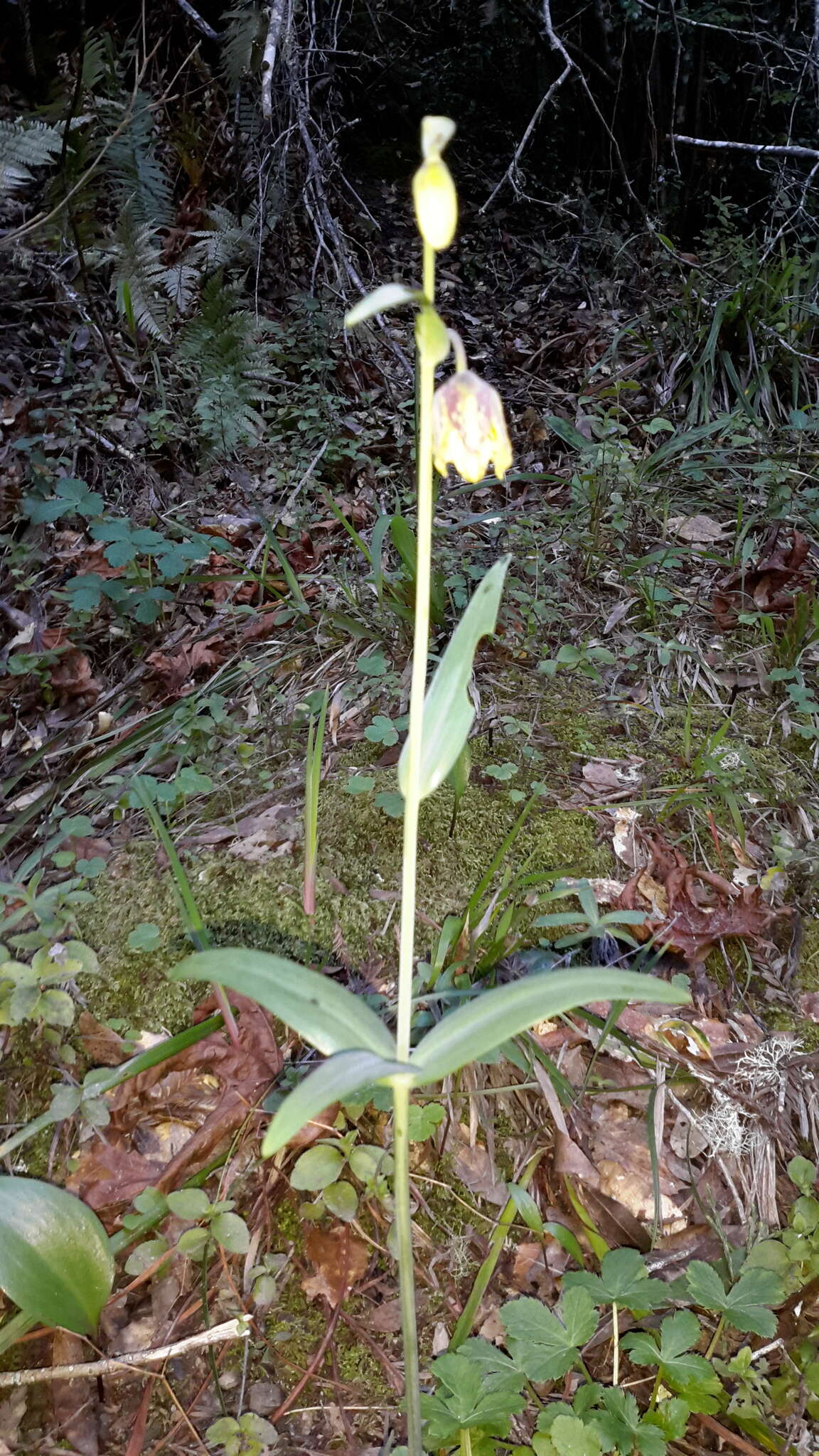 Image of checker lily