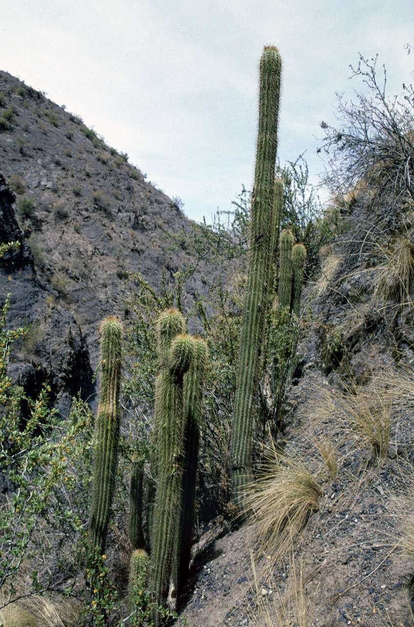 Image of Echinopsis volliana (Backeb.) H. Friedrich & G. D. Rowley