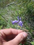 صورة Triteleia grandiflora Lindl.