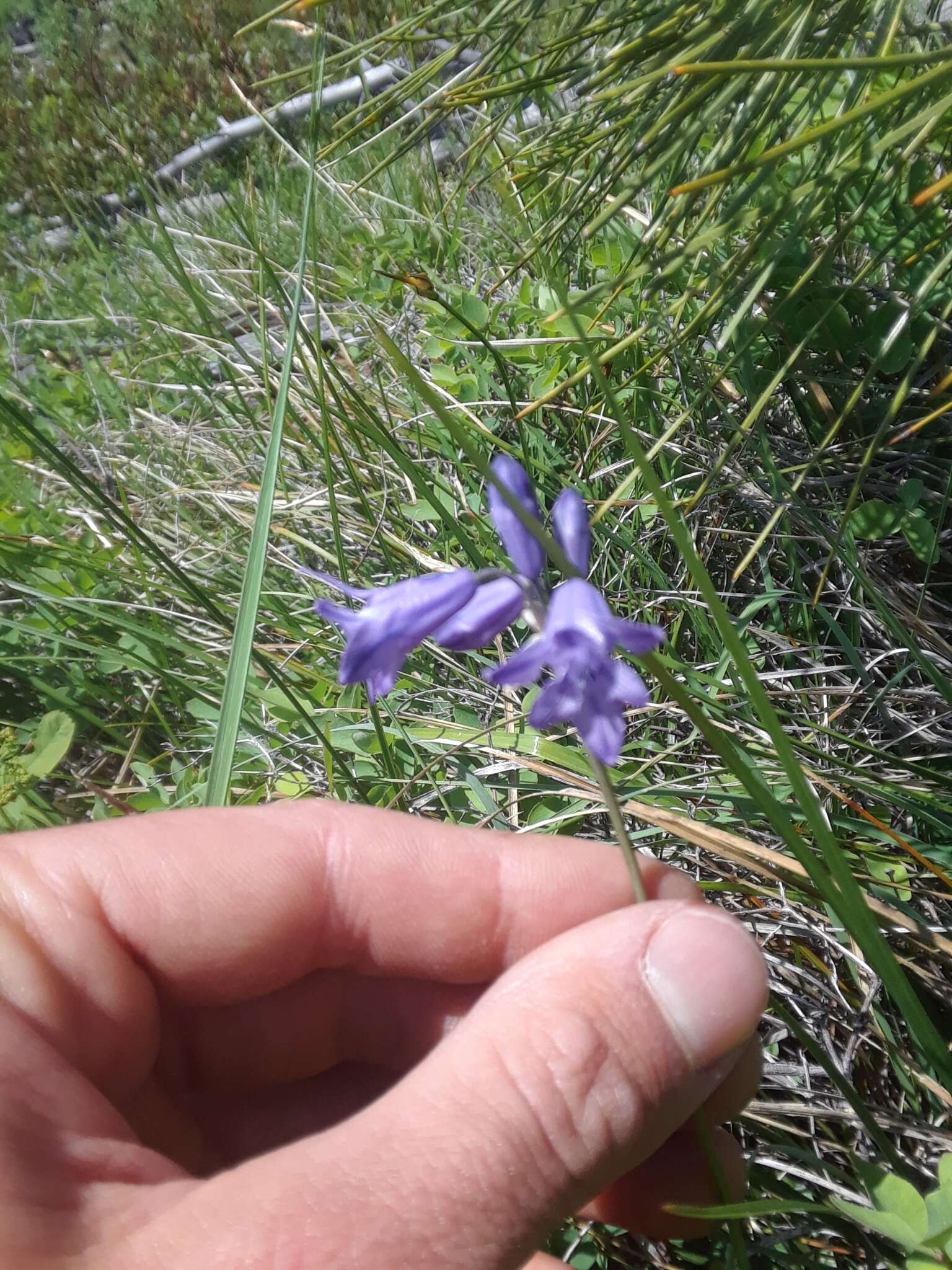 صورة Triteleia grandiflora Lindl.