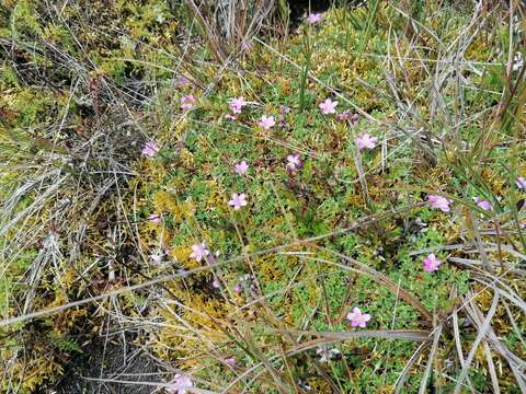 Sivun Geranium sibbaldioides Benth. kuva