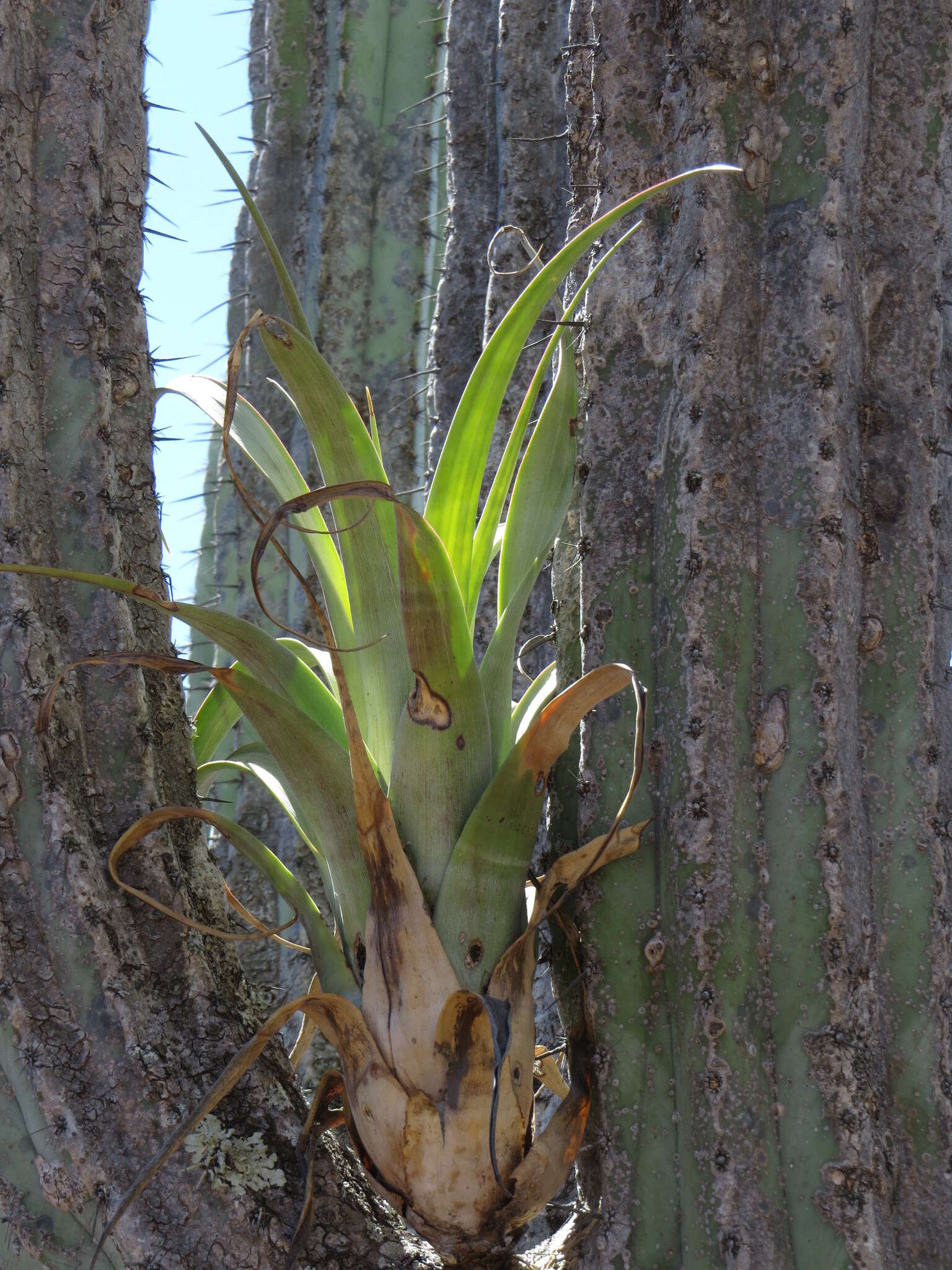 Image of Tillandsia tehuacana I. Ramírez & Carnevali